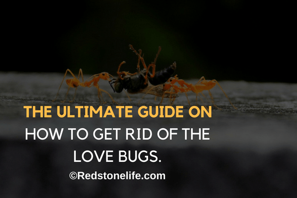 How To Get Rid Of Love Bugs - (The Ultimate Guide)