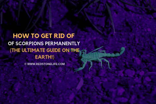 How to Get Rid of Scorpions Permanently - (The Ultimate Guide on the Earth!) - Redstonelife.com