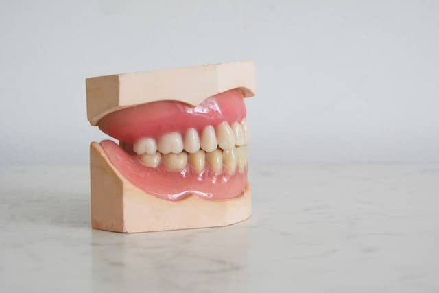 A teeth model