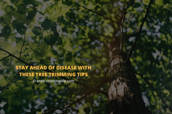 Stay Ahead of Disease With These Tree Trimming Tips - Redstonelife.com