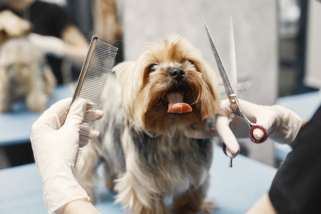 A person cutting dog’s fur