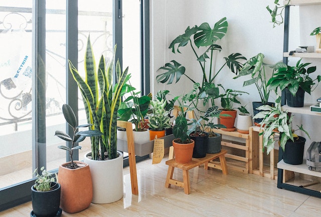 Indoor plants in post by the window